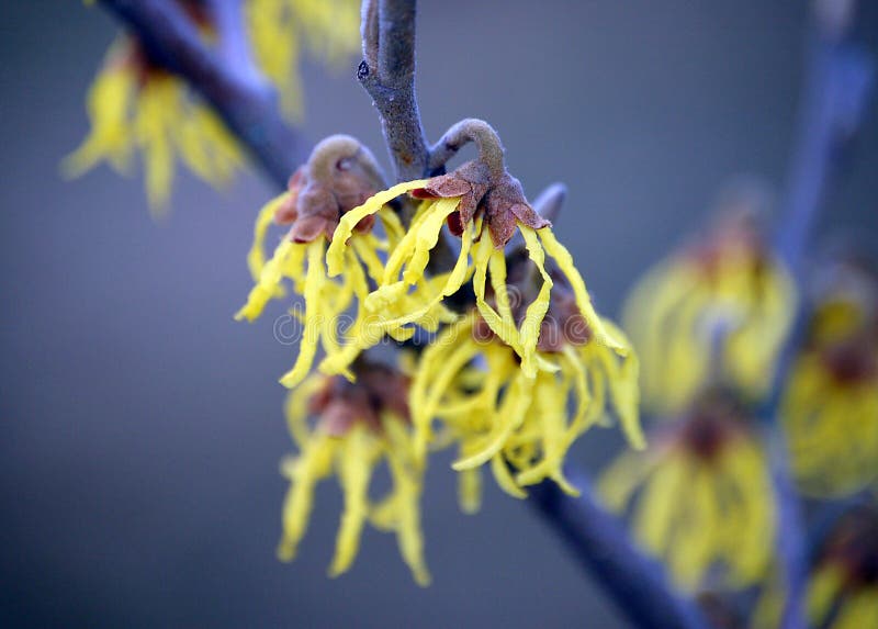 Yellow winter flower stock photo. Image of blossoms, flowers 8087386
