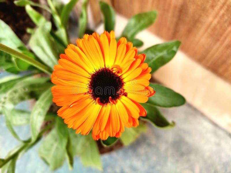 Yellow Winter Flower Look Stunning Stock Photo Image of winter, yellow 166720796