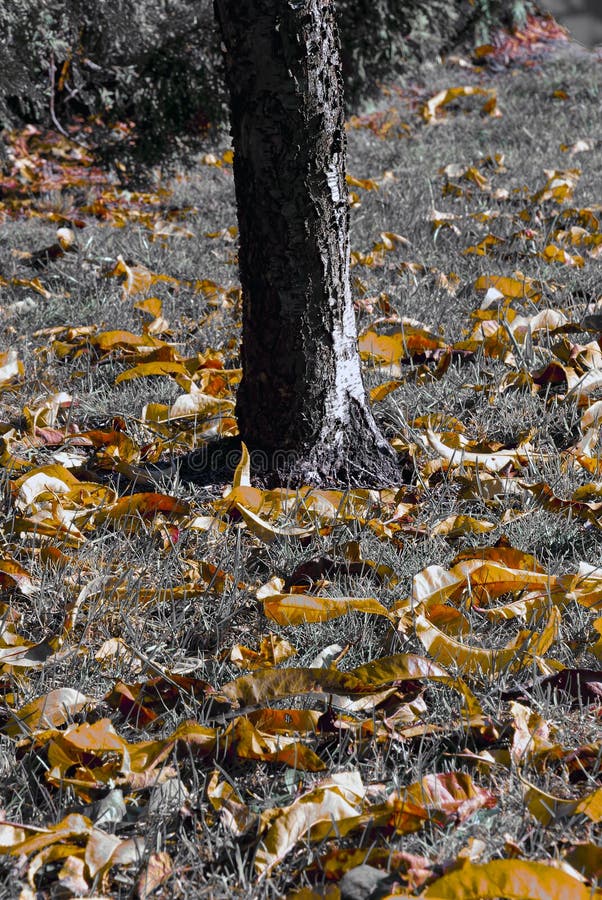 Autumn chiaroscuro royalty free stock photography