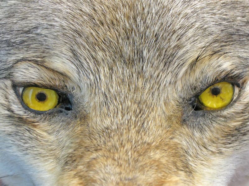 yellow wolf eyes closeup, danger wild predator animal diversity