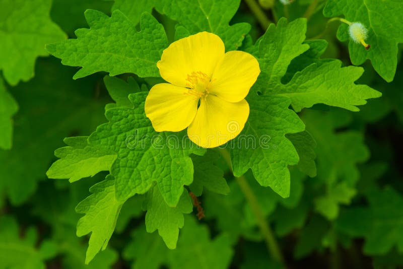 Yellow Wood Poppy, Stylophorum diphyllum