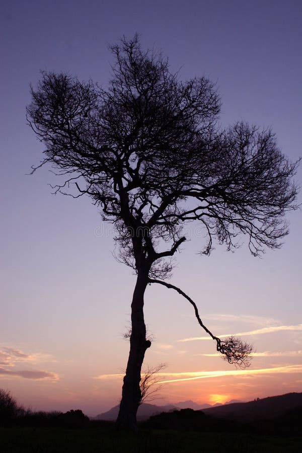 Yellow wood tree stock photo. Image of sunrise, species 2577312