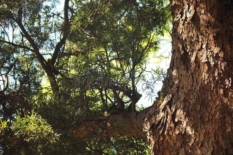YELLOW WOOD TREE in BOTANICAL GARDEN Stock Photo Image of garden