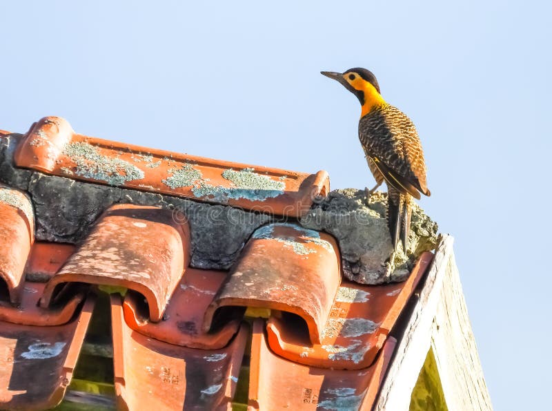 Yellow Woodpecker on a Roof Stock Image Image of colaptes, outdoors