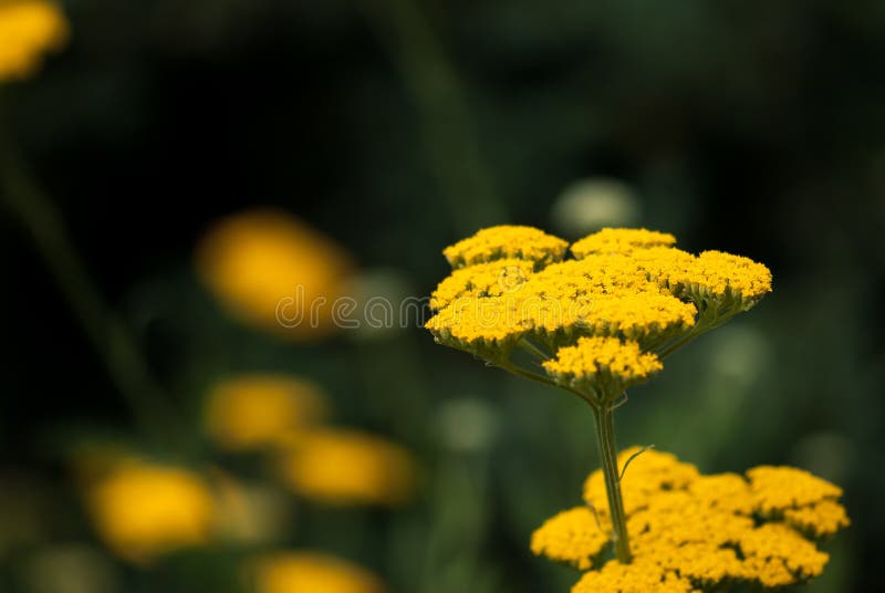 Yellow Yarrow Flowers stock photo. Image of green, floral - 132941598