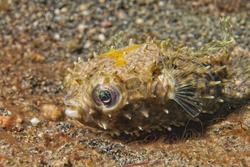 Young puffer fish stock image. Image of colourful, resting 33069113