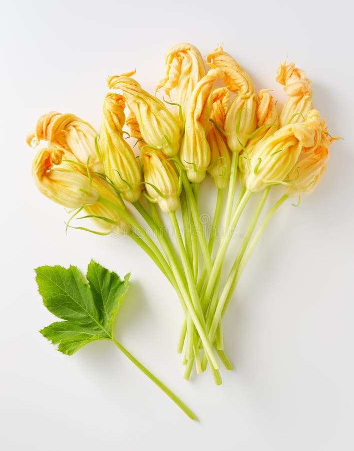 Zucchini Blossoms on a Zucchini Plant Stock Image Image of pepo