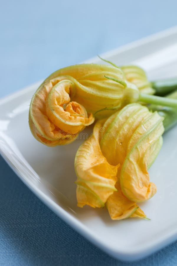 Zucchini Blossoms on a Zucchini Plant Stock Image Image of pepo
