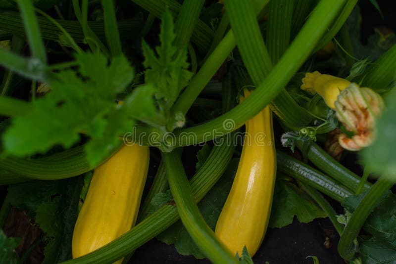 Yellow Zucchini Grow in the Garden. Stock Photo Image of tops, large