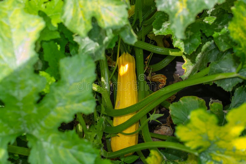Yellow Zucchini Grow in the Garden. Stock Photo Image of grow