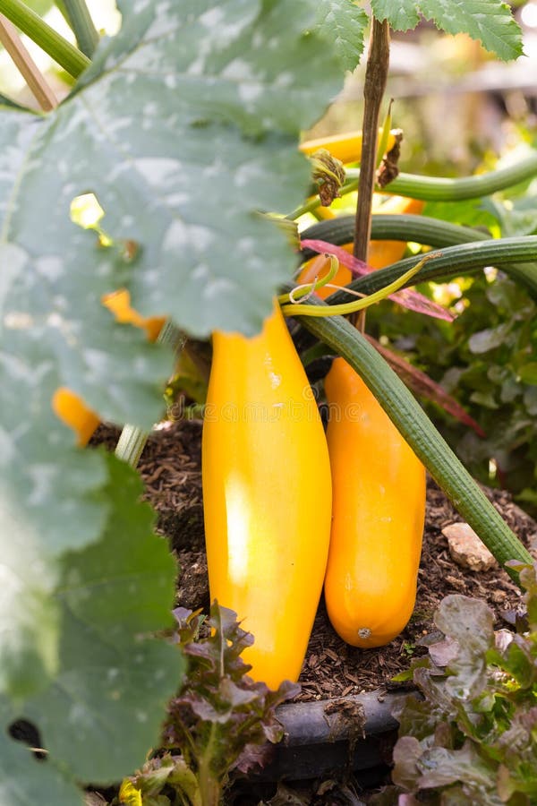 Yellow Zucchini Growing on a Plant Stock Photo Image of veggie