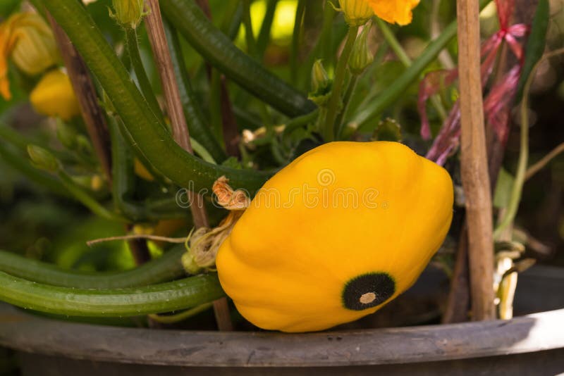 Yellow Zucchini Growing on a Plant Stock Photo Image of uncooked, fresh 71363938