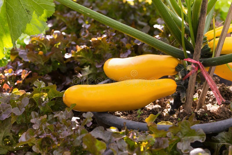 Yellow Zucchini Growing on a Plant Stock Photo Image of wooden