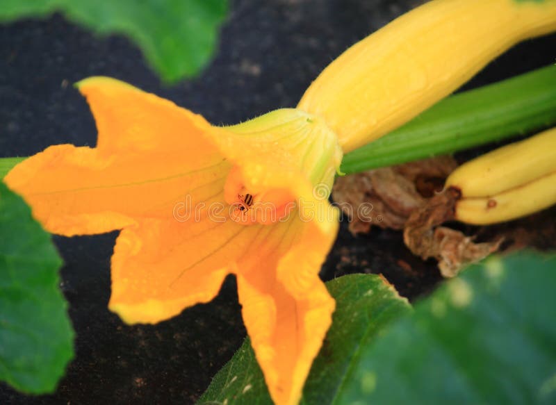 Yellow Zucchini Flower stock photo. Image of farming 47399466