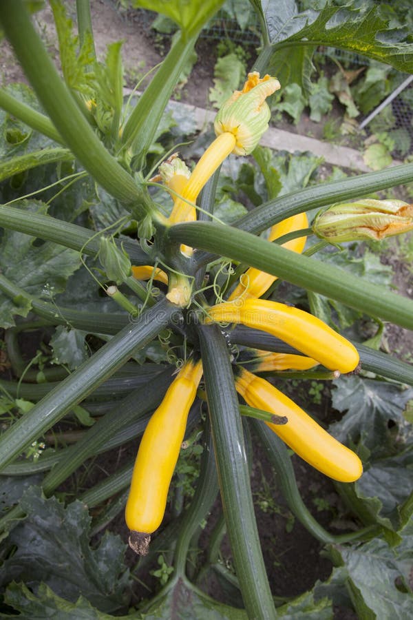 Yellowing Zucchini Leaves