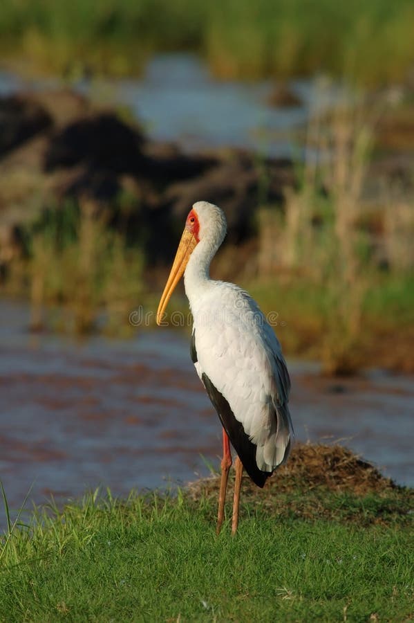 Yellowbilled Stork