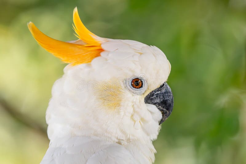 Yellowcrested Cockatoo portrait of cockatoo från skogen i Östtimor och indonesiska öar av Sulawesi. royaltyfria foton