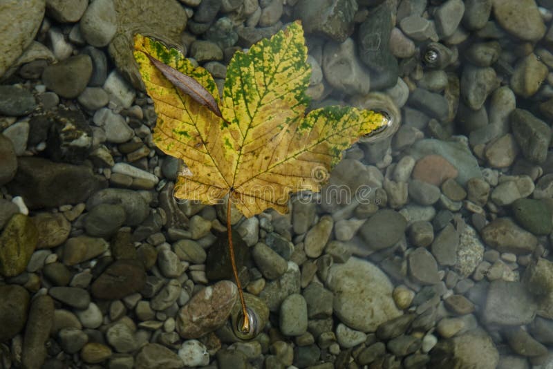 Lonely Autumn Leaf Fallen in the River Stock Photo Image of falling