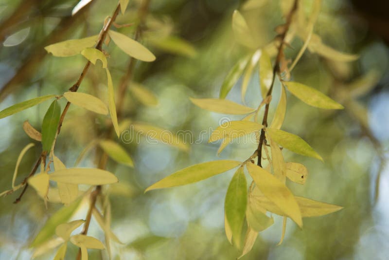 Yellowed Willow Tree In September. Yellow Leaves On A Tree. Stock Photo