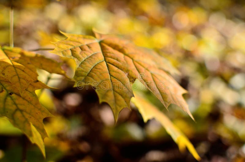 Yellowed maple leaves in the autumn forest close up.