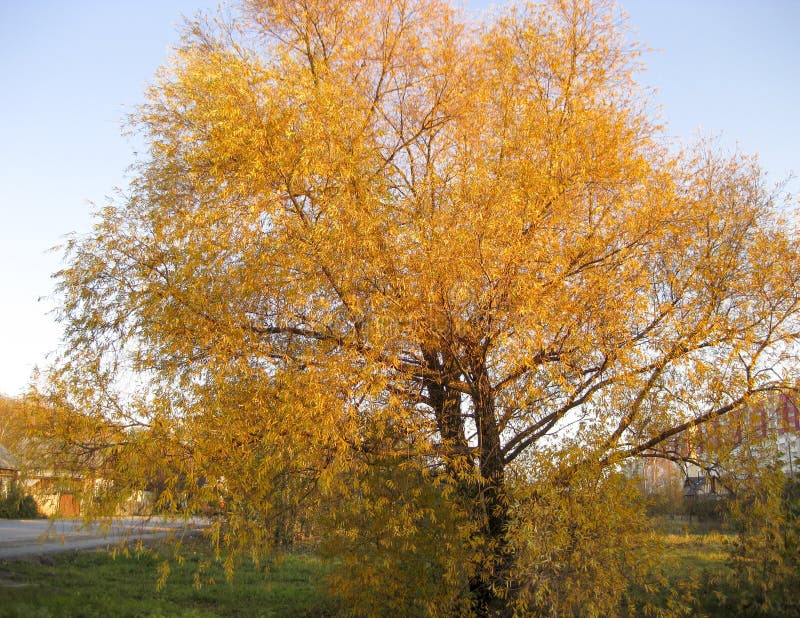 Yellowed Willow Tree in September. Yellow Leaves on a Tree. Stock Photo