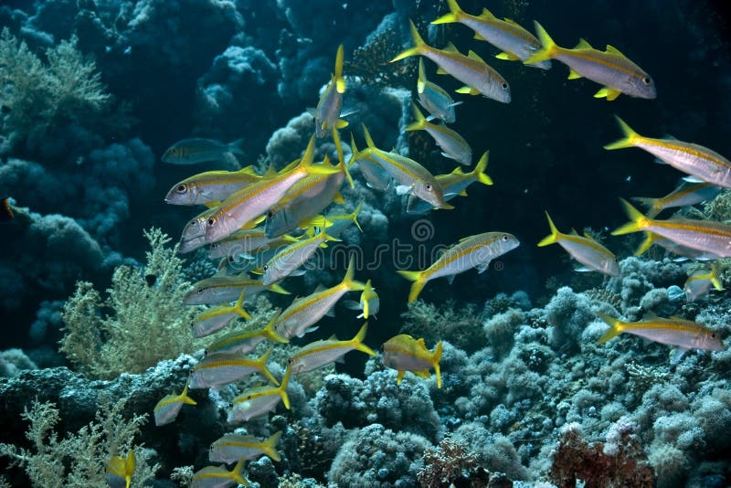 Yellowfin goatfish