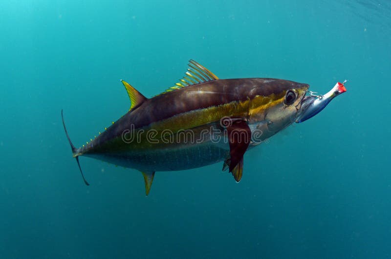 269 Tuna Lure Stock Photos - Free & Royalty-Free Stock Photos from  Dreamstime