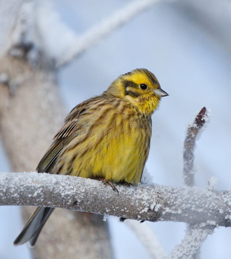 Yellowhammer on rimed branch of tree. Winter season.