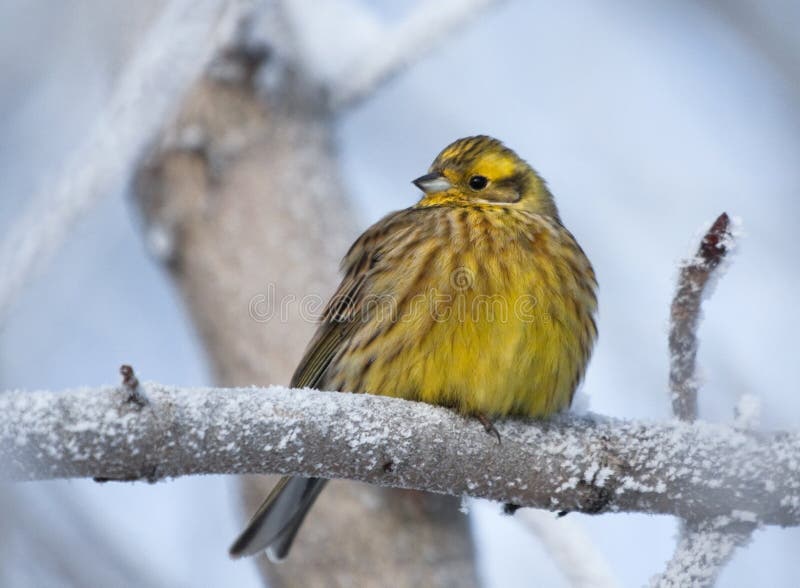 Yellowhammer on rimed branch of tree. Winter season.