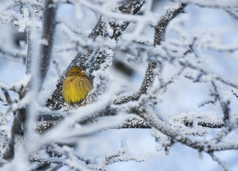 Yellowhammer on rimed branch of tree. Winter season.