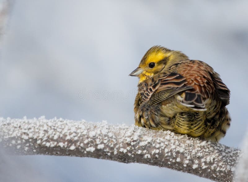 Yellowhammer on rimed branch of tree. Winter season.