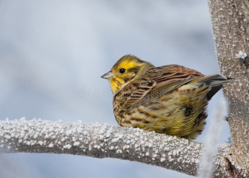 Yellowhammer on rimed branch of tree. Winter season.