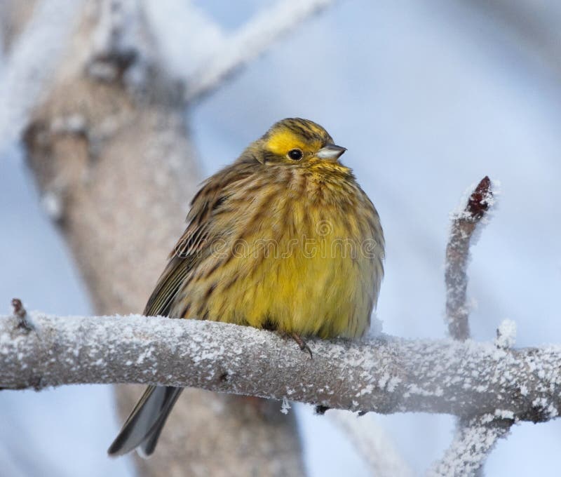 Yellowhammer on rimed branch of tree. Winter season.