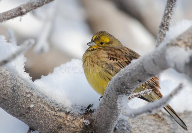 Yellowhammer on rimed branch of tree. Winter season.