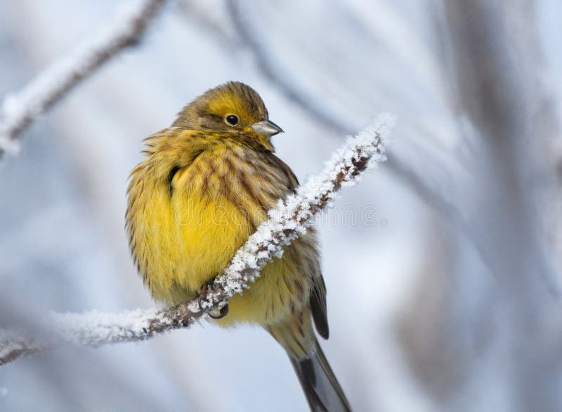 Yellowhammer on rimed branch of tree. Winter season.