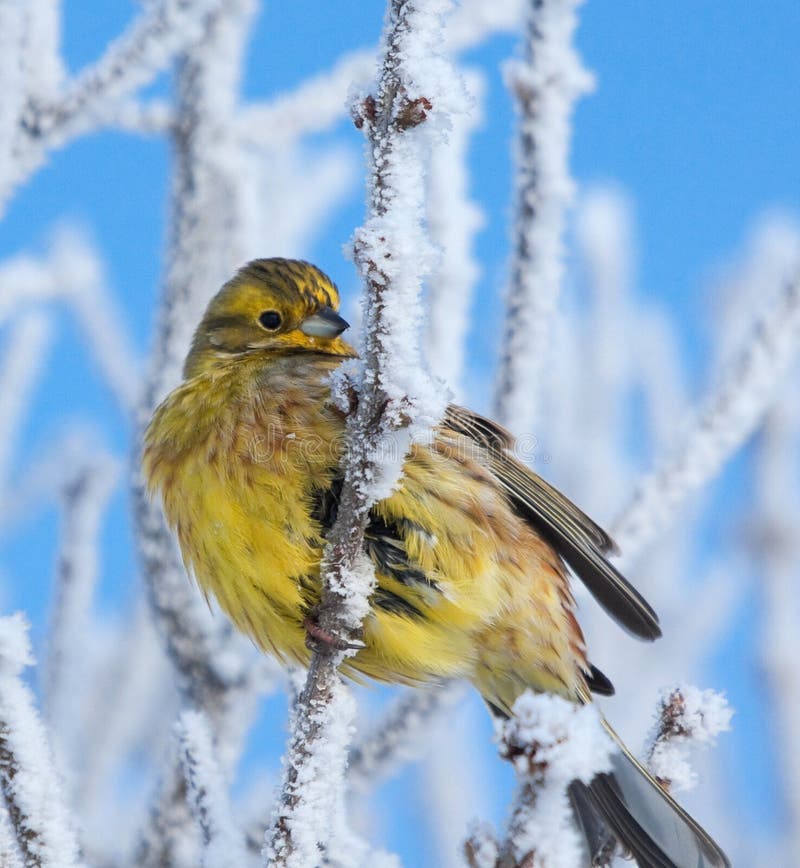 Yellowhammer on rimed branch of tree. Winter season.