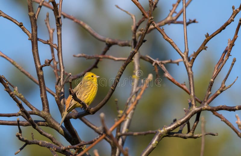 Yellowhammer u. x28; Emberiza citrinella& x29; Passerinevogel-Gesang stockfotos Yellowhammer u. x28; Emberiza citrinella& x29; Passerinevogel-Gesang stockfotos