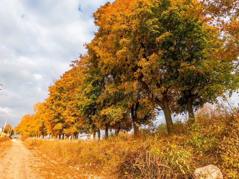 Yellowing autumn trees near the country road. Early autumn in the countryside. Autumn screensaver