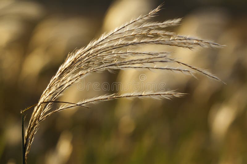 Yellowing grass stock image. Image of light, season, seeds 33863631