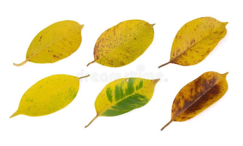 Yellowing Leaf(banyan) on White Stock Image - Image of ageing, aging ...