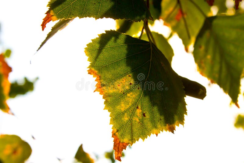 Yellowing leaf stage stock image. Image of frangula, stream 36037273