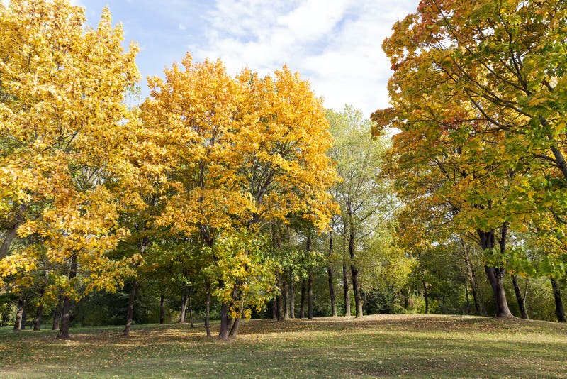 Yellowed maple trees in autumn