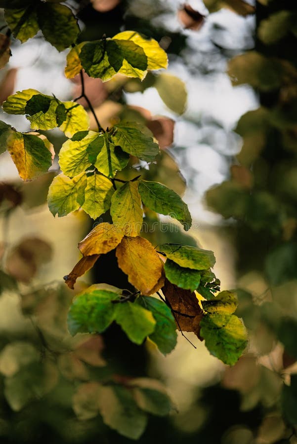 Yellowing Leaves on Tree Branches in a Field Under the Sunlight with a
