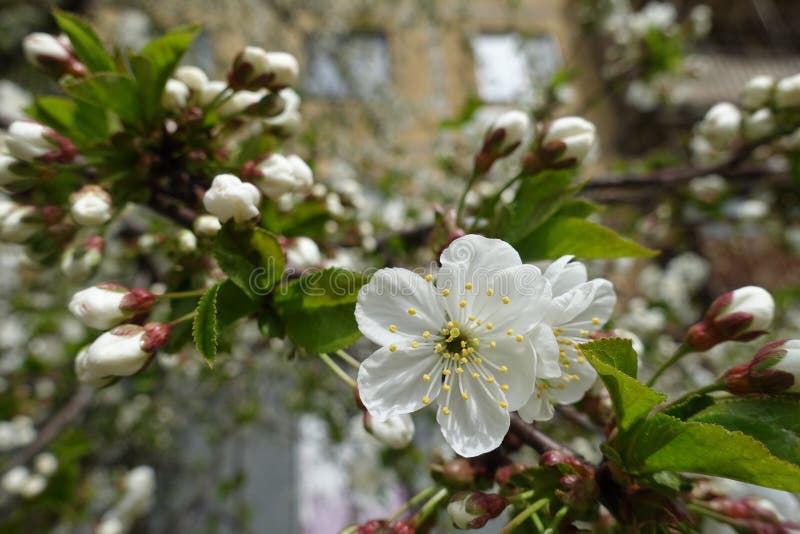 Yellowish Stamens and White Petals of Cherry Flower Stock Photo Image