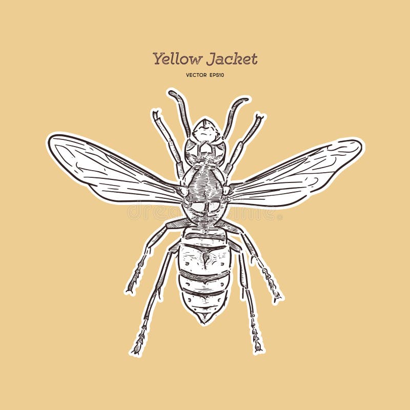 Yellowjacket Stock Illustrations 119 Yellowjacket Stock Illustrations