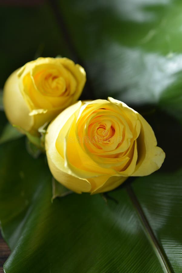 214 Yellowrose Stock Photos Free & RoyaltyFree Stock Photos from