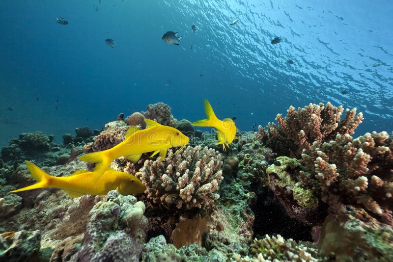 Yellowsaddle goatfish and ocean