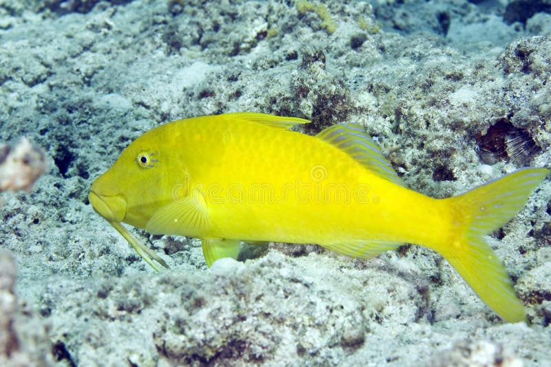 Yellowsaddle goatfish (parupeneus cyclostomus)