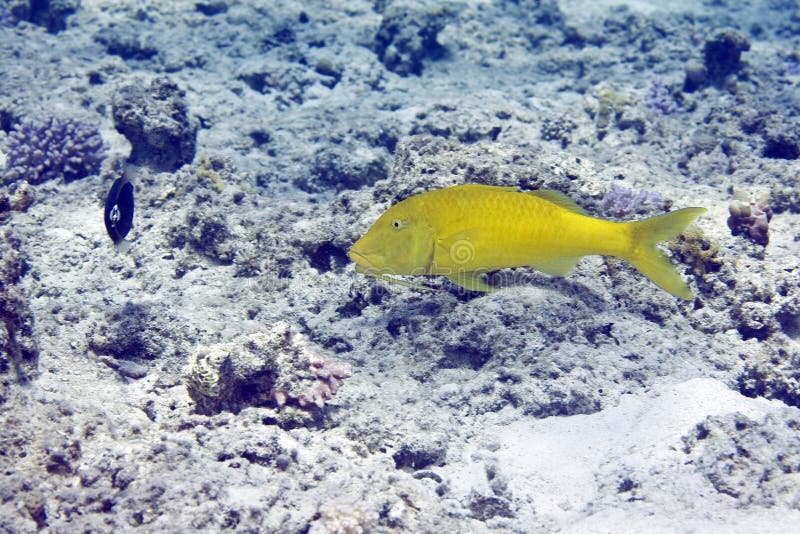 Yellowsaddle goatfish (parupeneus cyclostomus)
