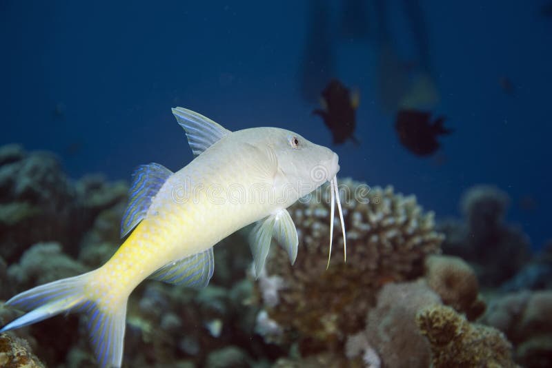 Yellowsaddle goatfish (parupeneus cyclostomus)
